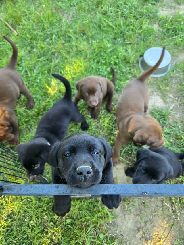 Labrador Retriever Puppies media 8