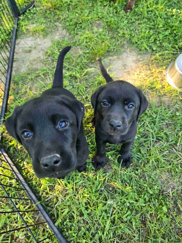 Labrador Retriever Puppies media 13