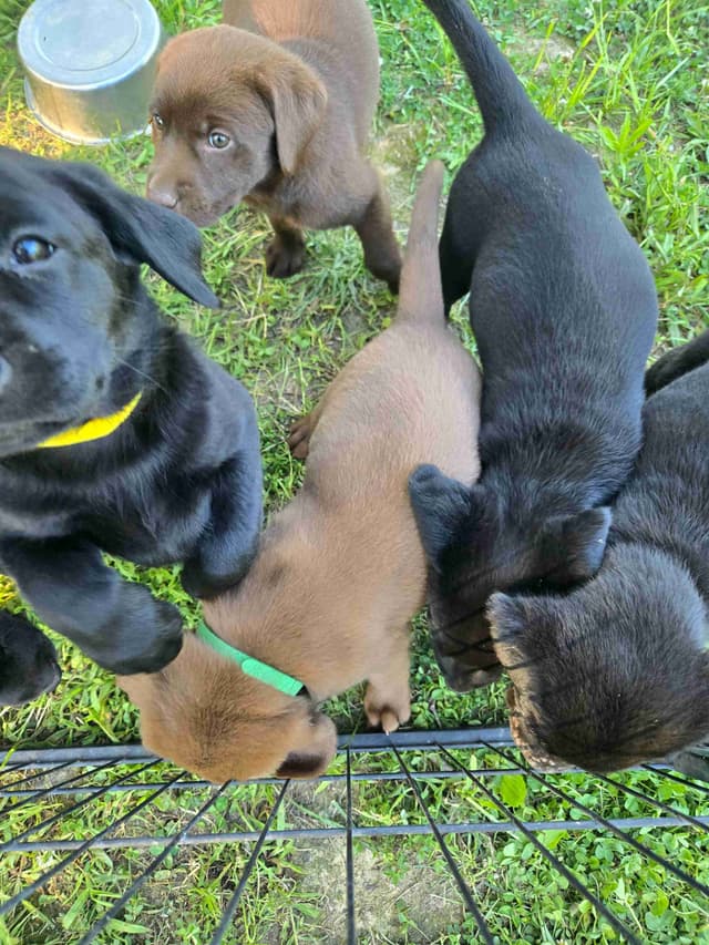 Labrador Retriever Puppies media 12