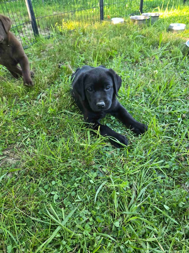 Labrador Retriever Puppies media 14