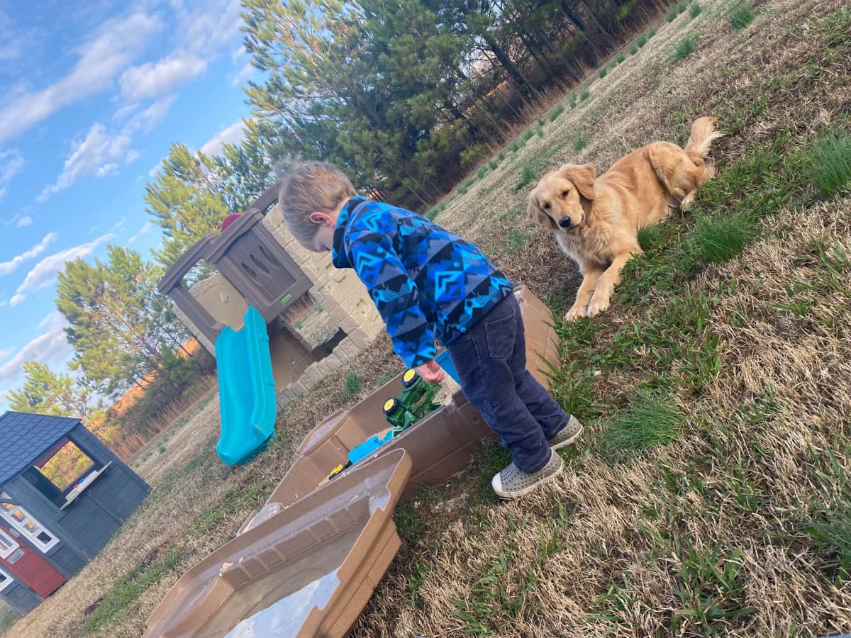 Golden Retriever Puppies: family raised, good bloodlines breeder image 1