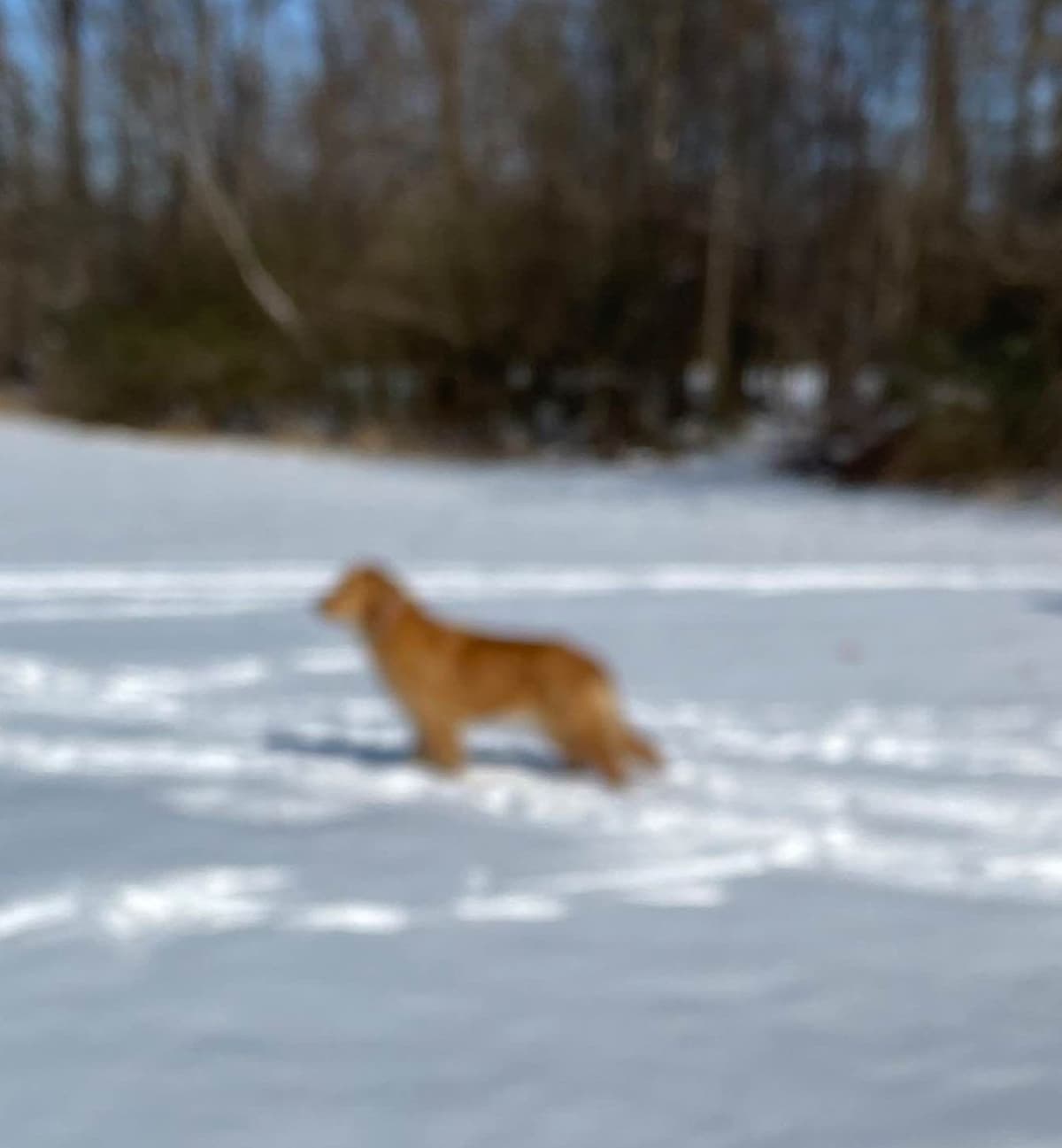 Golden Retriever Puppies: family raised, good bloodlines breeder image 2