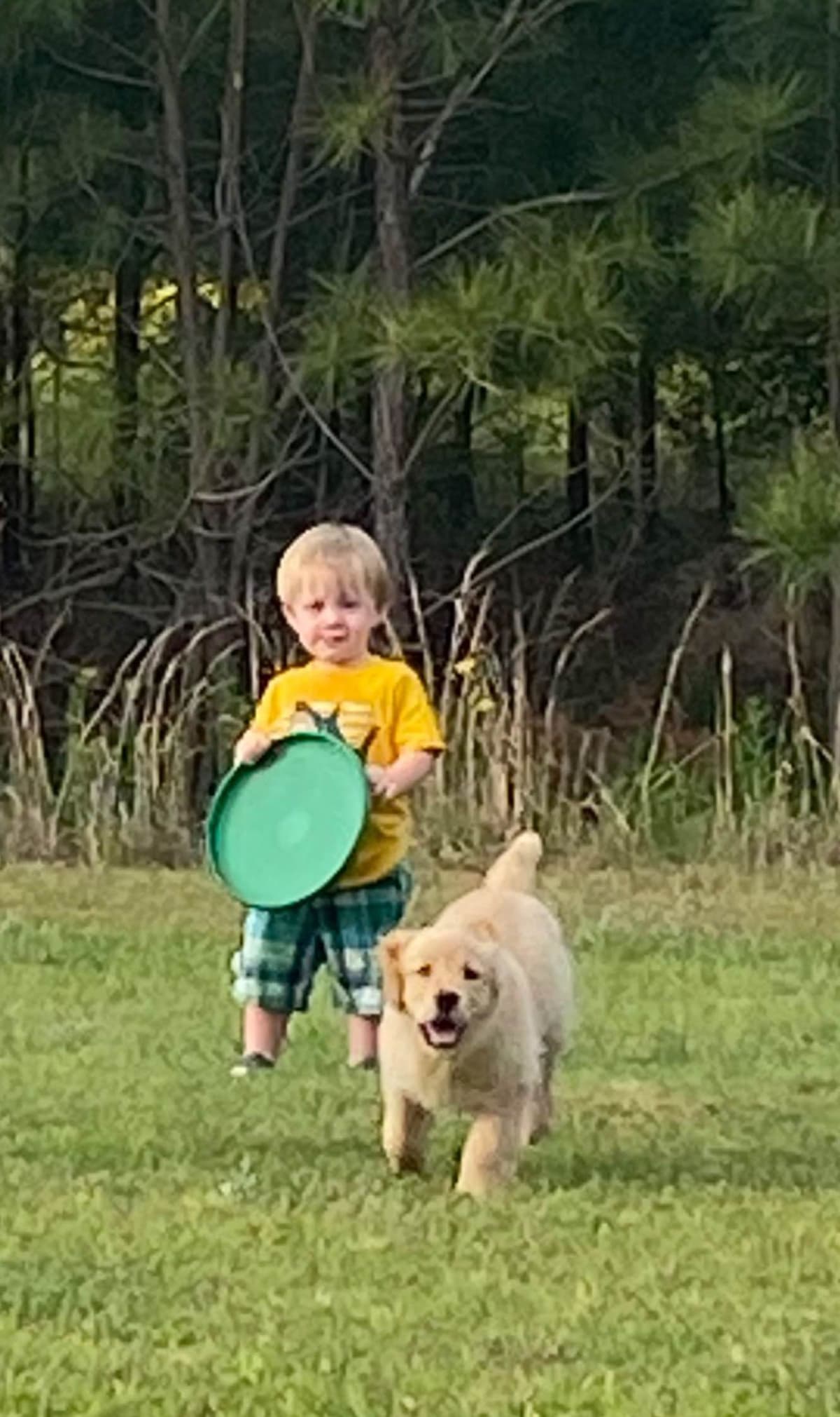 Golden Retriever Puppies: family raised, good bloodlines breeder image 4