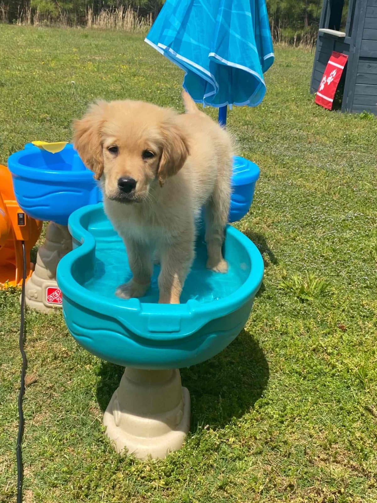 Golden Retriever Puppies: family raised, good bloodlines breeder image 3