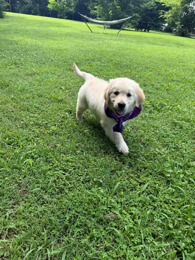 Golden Retriever Puppies: family raised, good bloodlines media 6