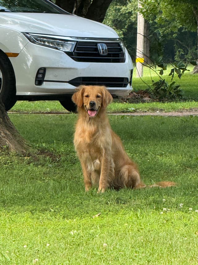 Golden Retriever Puppies: family raised, good bloodlines media 4