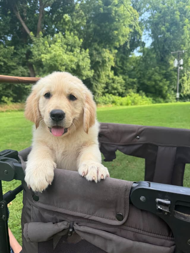 Golden Retriever Puppies: family raised, good bloodlines media 2