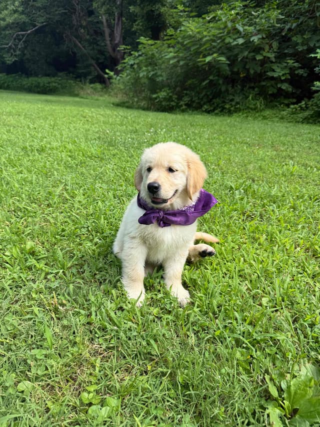 Golden Retriever Puppies: family raised, good bloodlines media 5