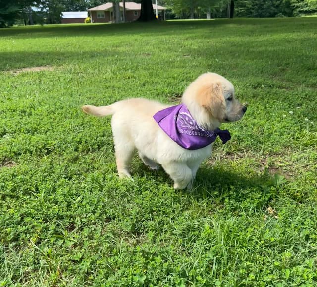 Golden Retriever Puppies: family raised, good bloodlines media 7