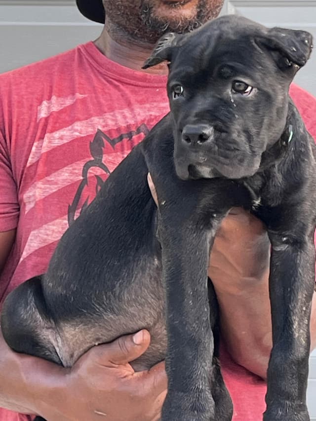 Cane Corso Puppies media 3