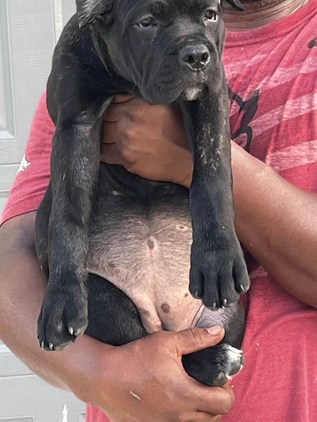 Cane Corso Puppies media 4