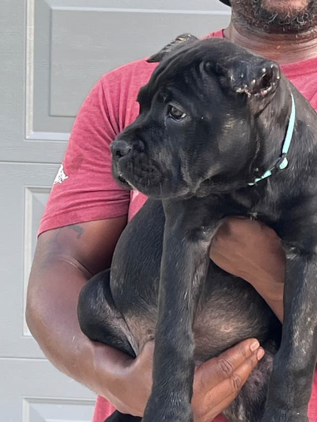 Cane Corso Puppies media 5