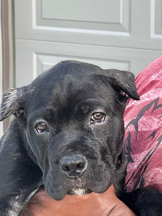 Cane Corso Puppies media 6