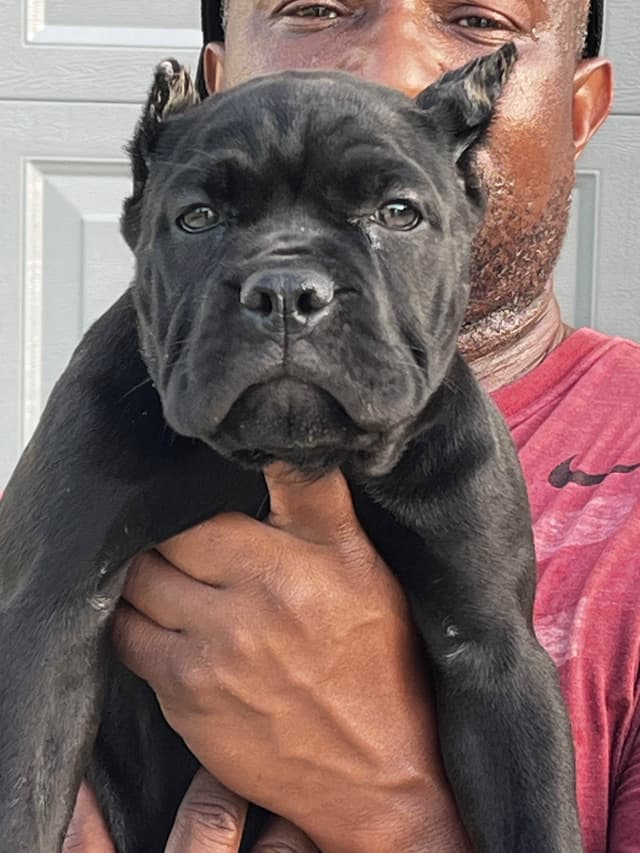Cane Corso Puppies media 7