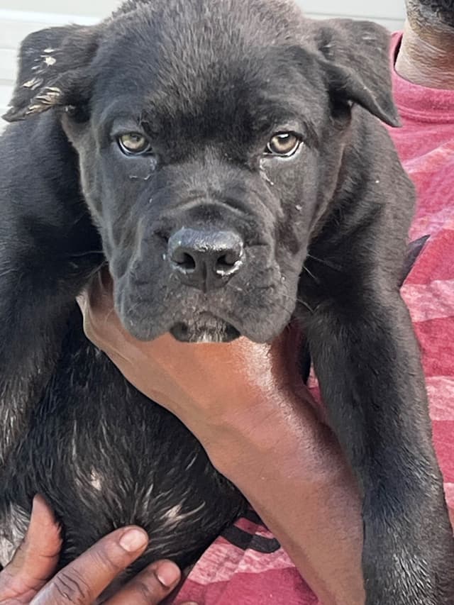 Cane Corso Puppies media 8