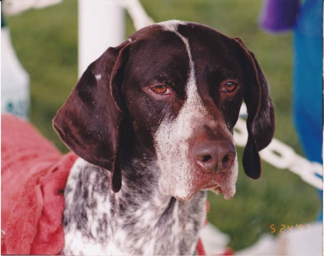 German Shorthaired Pointer Puppies media 2