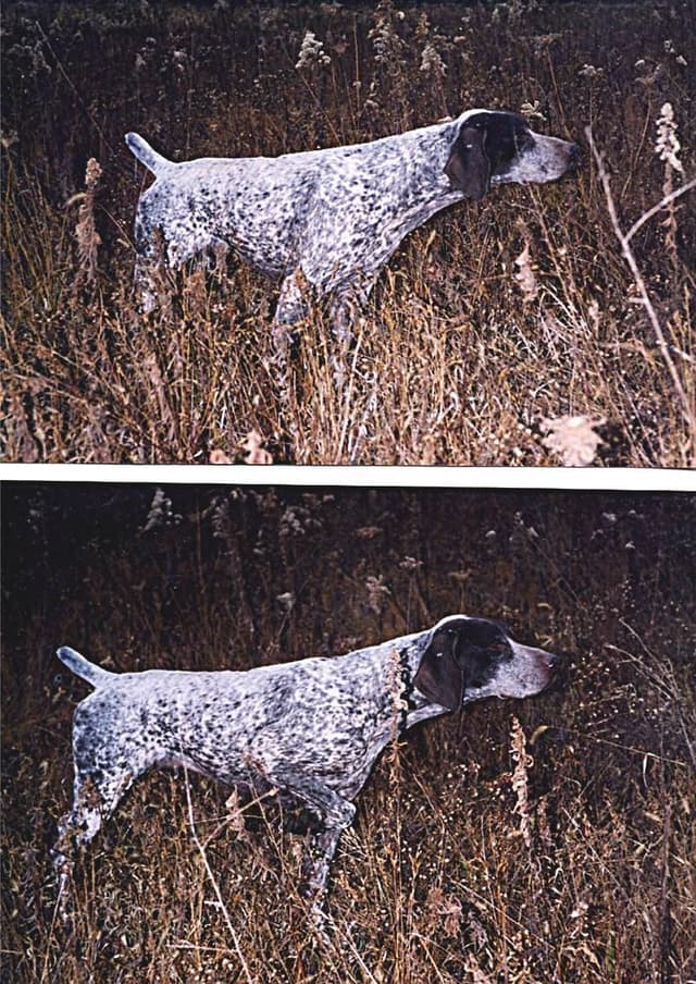 German Shorthaired Pointer Puppies media 3