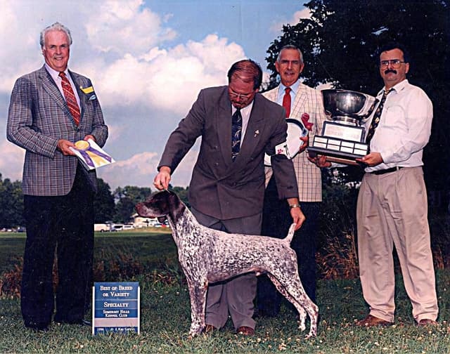 German Shorthaired Pointer Puppies media 4