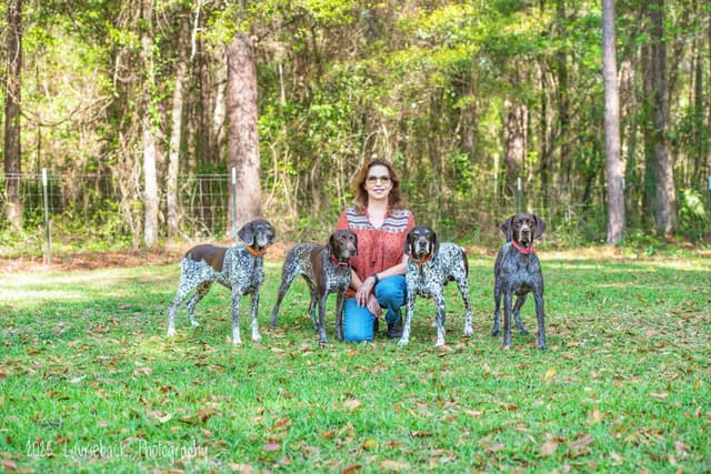 German Shorthaired Pointer Puppies media 6