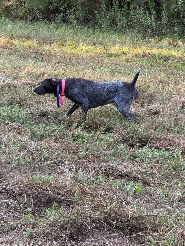 German Shorthaired Pointer Puppies media 7