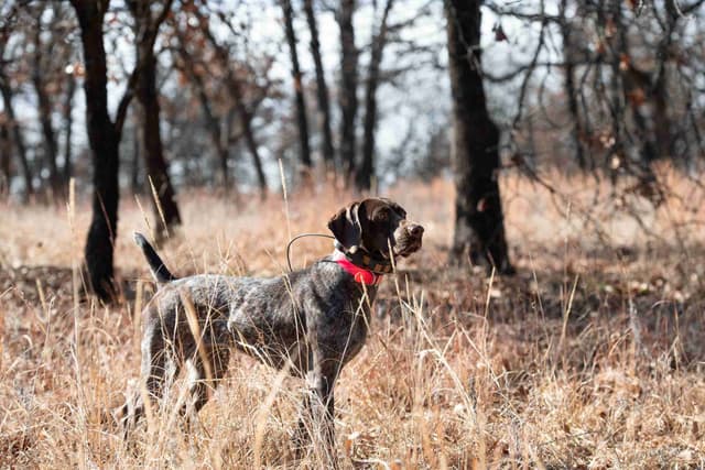 German Shorthaired Pointer Puppies media 8