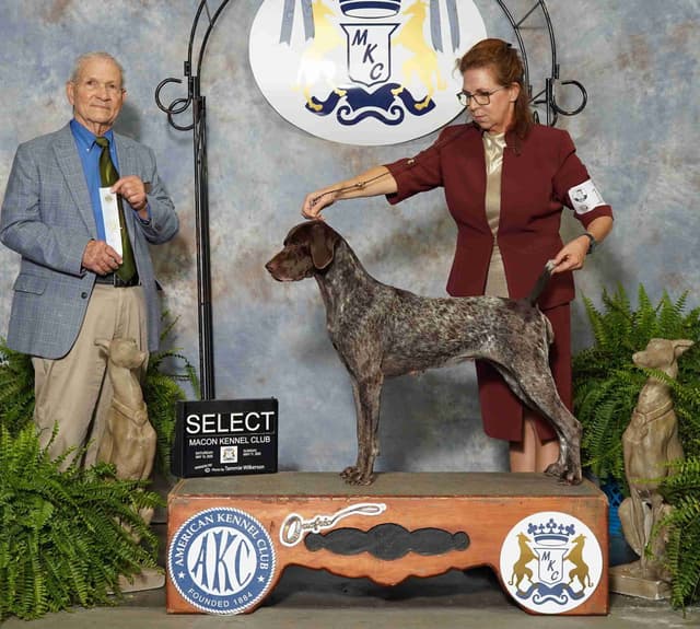 German Shorthaired Pointer Puppies media 9