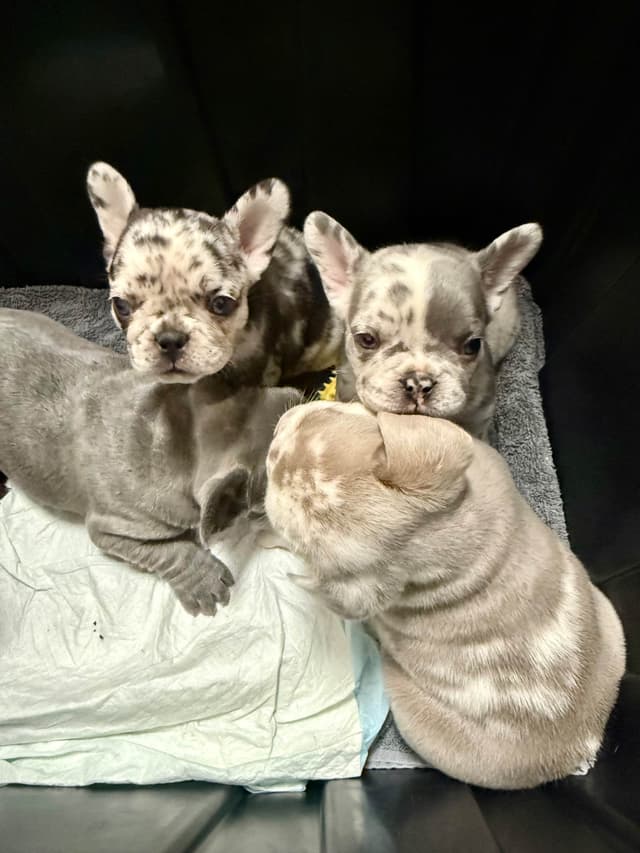 French Bulldog Puppies media 2