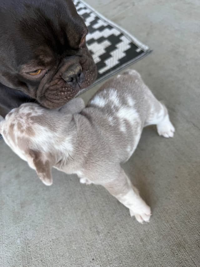 French Bulldog Puppies media 4