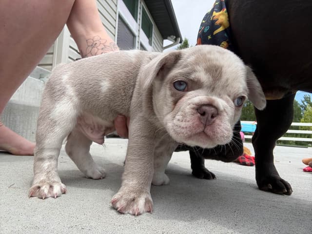 French Bulldog Puppies media 3
