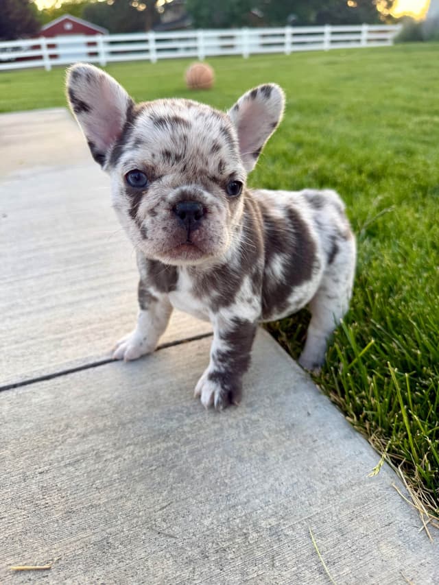 French Bulldog Puppies media 5