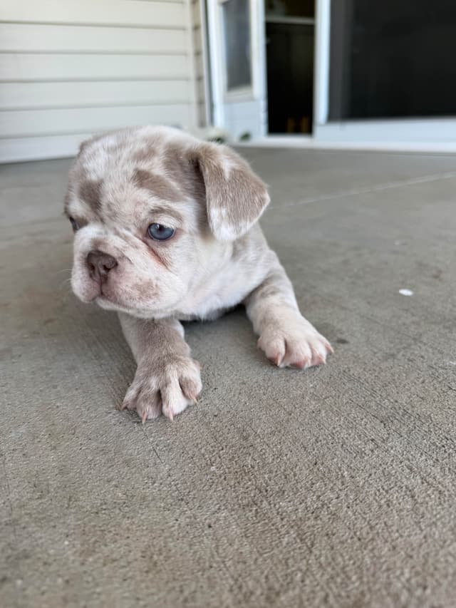 French Bulldog Puppies media 6