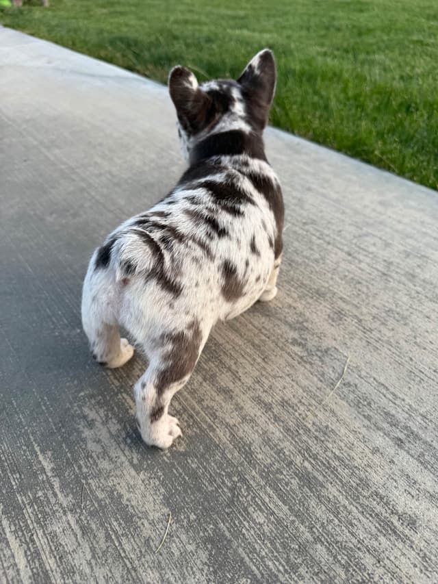 French Bulldog Puppies media 7
