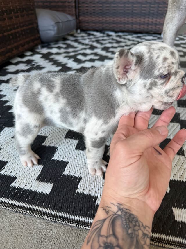 French Bulldog Puppies media 8