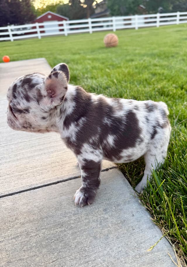 French Bulldog Puppies media 9