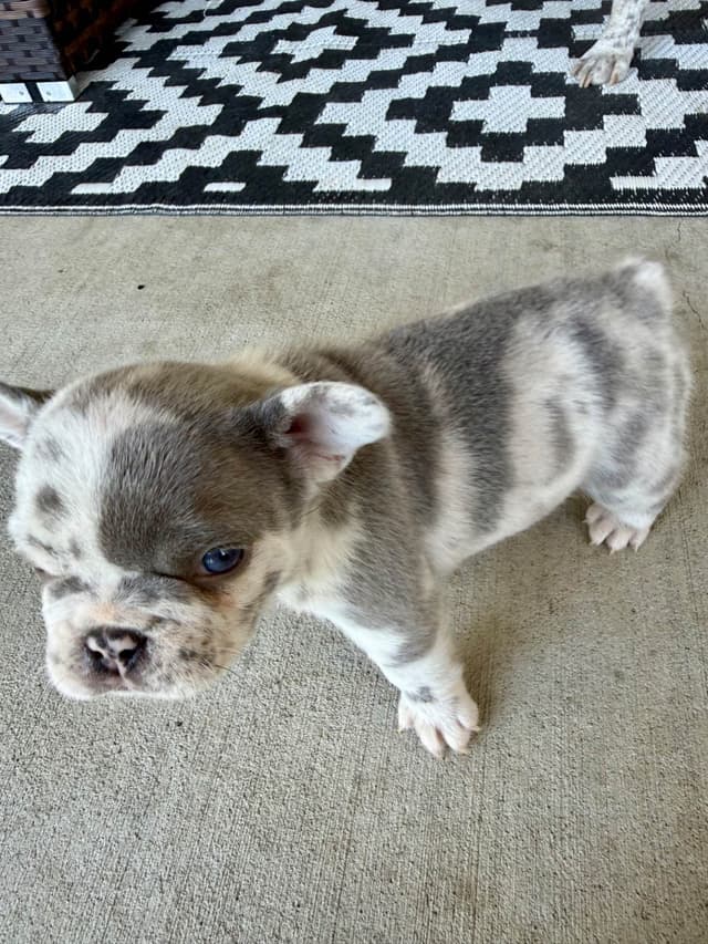 French Bulldog Puppies media 10