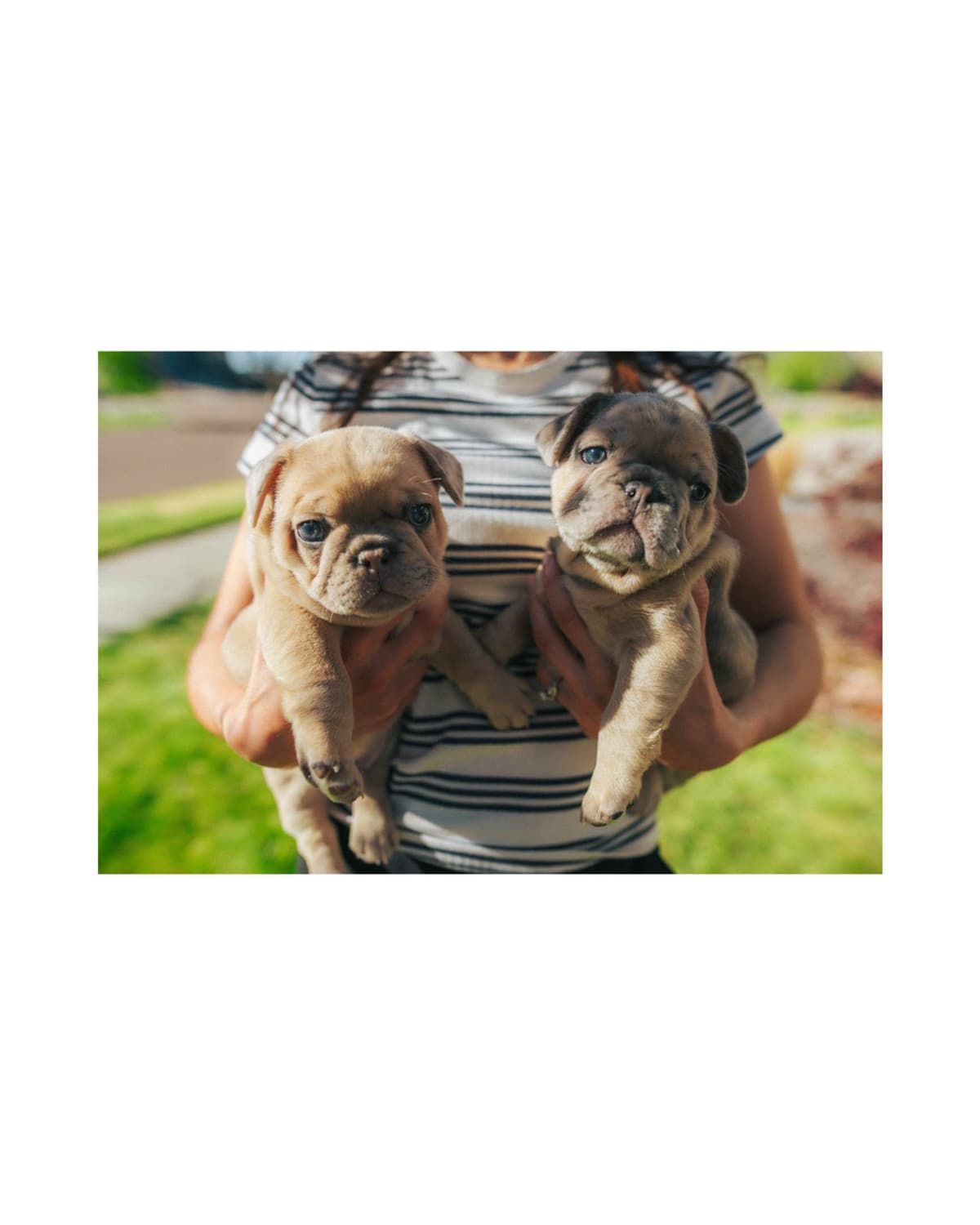 French Bulldog Puppies breeder image 1