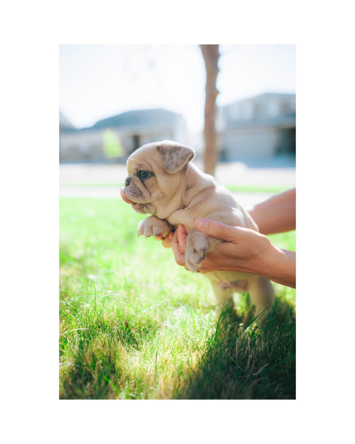 French Bulldog Puppies breeder image 5