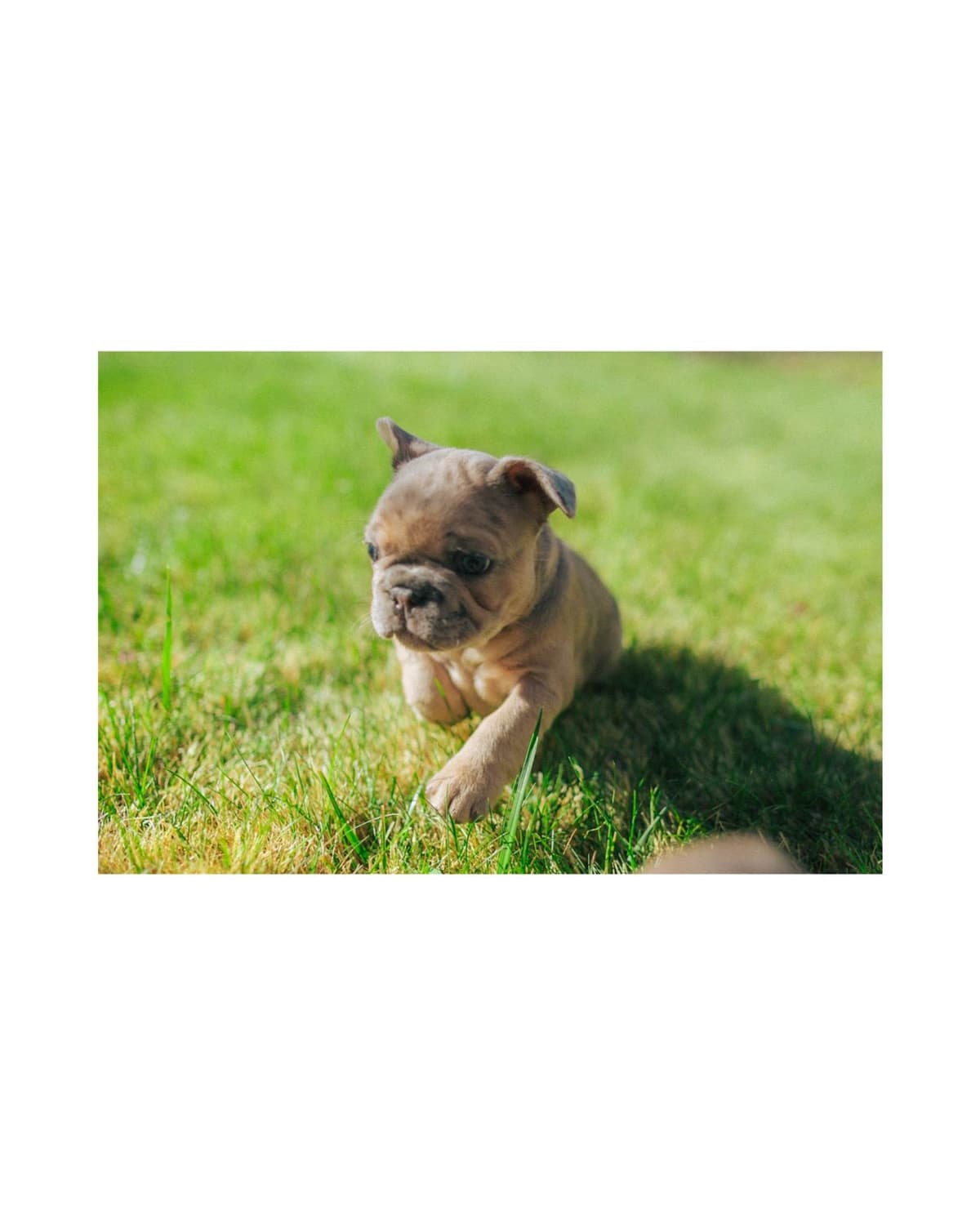 French Bulldog Puppies breeder image 2