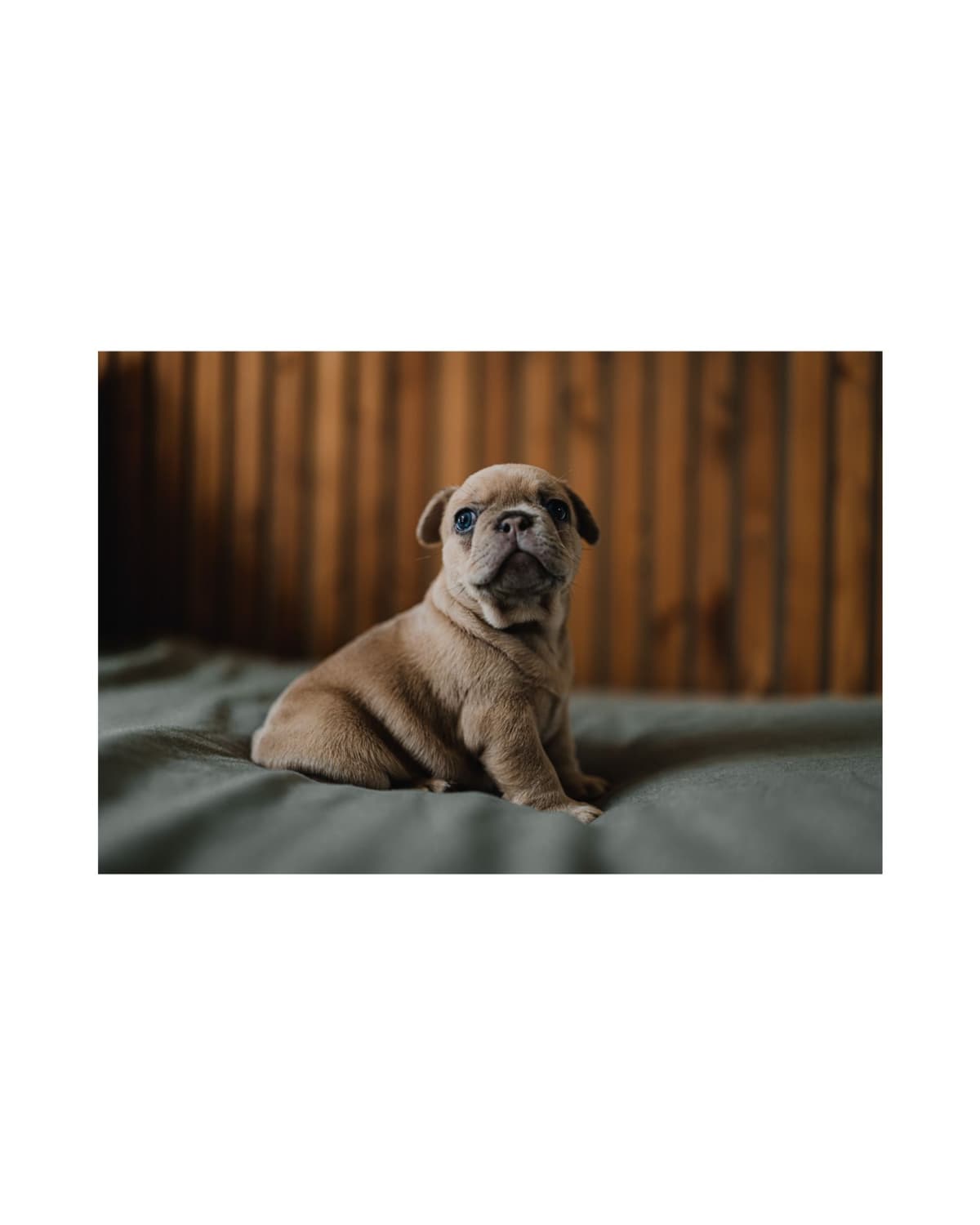 French Bulldog Puppies breeder image 7