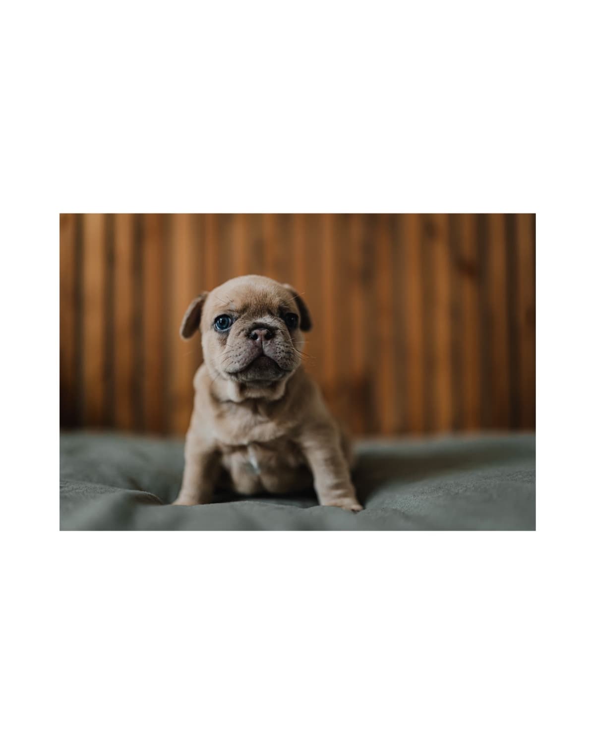 French Bulldog Puppies breeder image 6