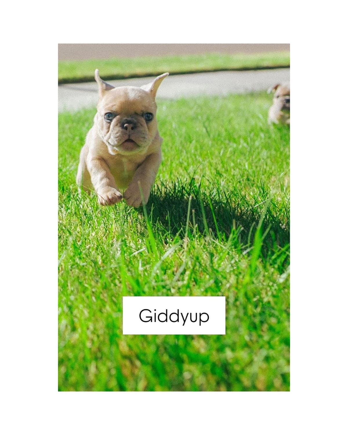 French Bulldog Puppies breeder image 10