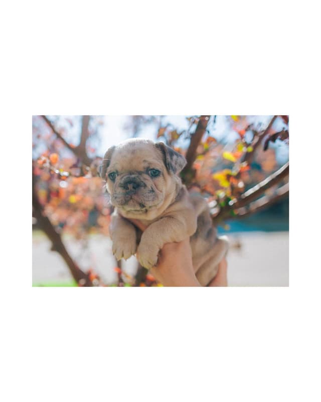 French Bulldog Puppies media 8