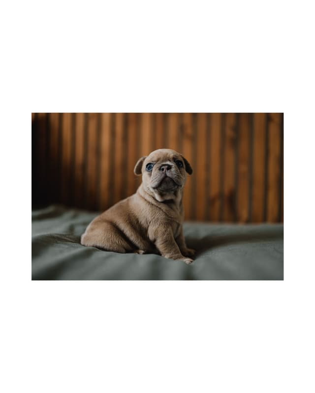French Bulldog Puppies media 6