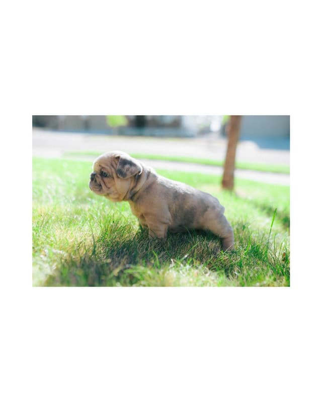 French Bulldog Puppies media 4
