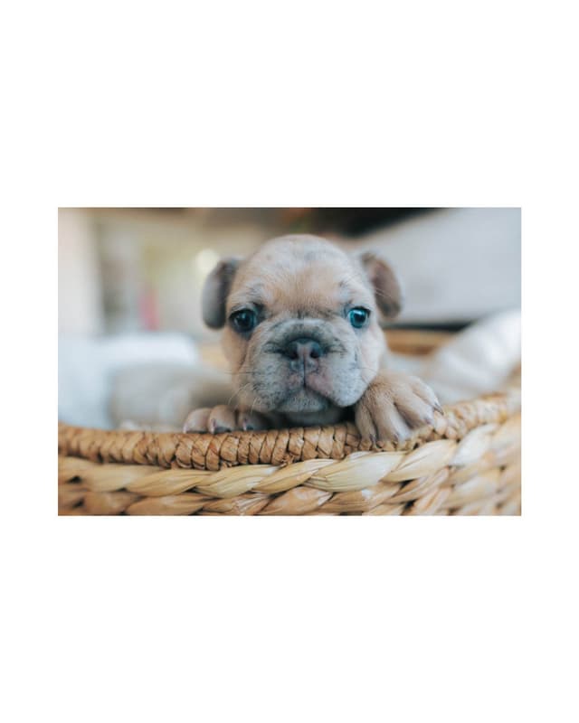 French Bulldog Puppies media 11