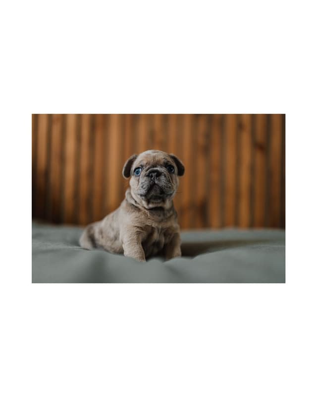 French Bulldog Puppies media 10
