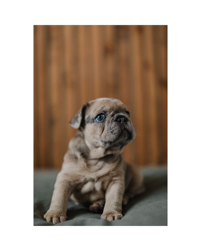 French Bulldog Puppies media 2