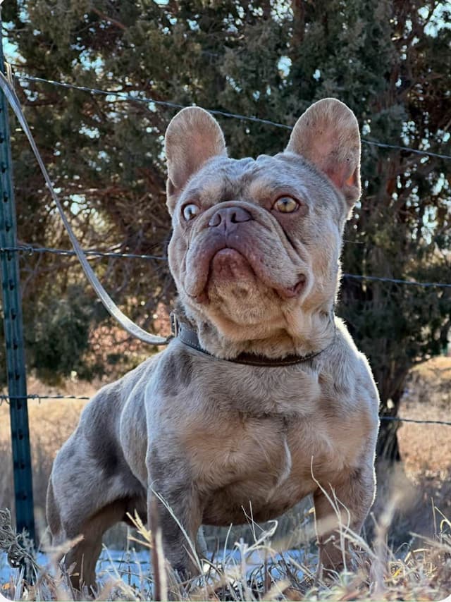 French Bulldog Puppies media 20