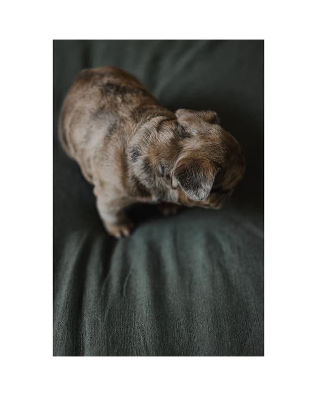 French Bulldog Puppies media 14