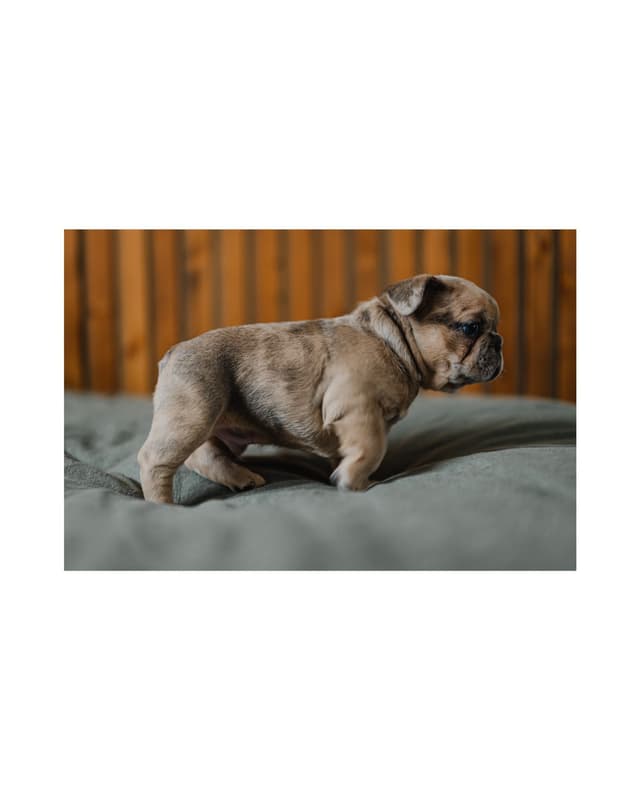 French Bulldog Puppies media 15